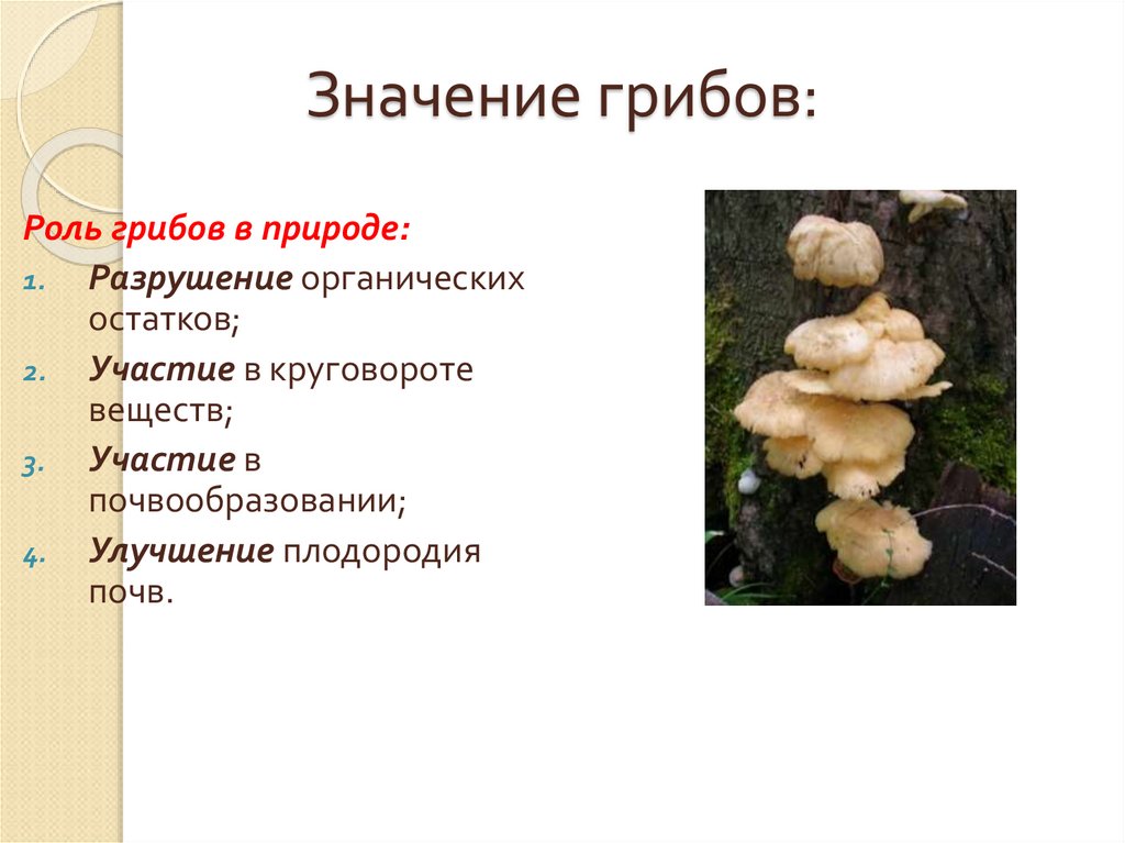 Значение грибов в природе 7 класс
