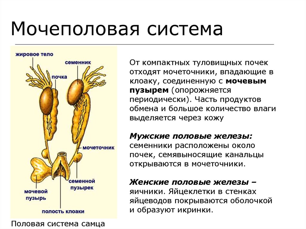 Мочевые органы мужчины. Мочеполовая система женщины функции. Строение выделительной системы женщины. Основные функции мочеполовой системы. Мочеполовая система выделительная система.