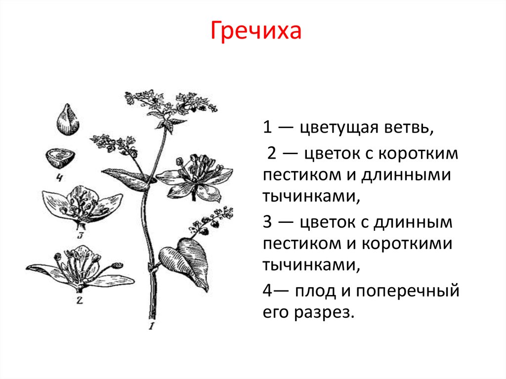 Диаграмма стебель листья. Гречиха посевная плод. Семейство гречишные строение цветка. Гречиха посевная строение. Строение стебля гречихи.