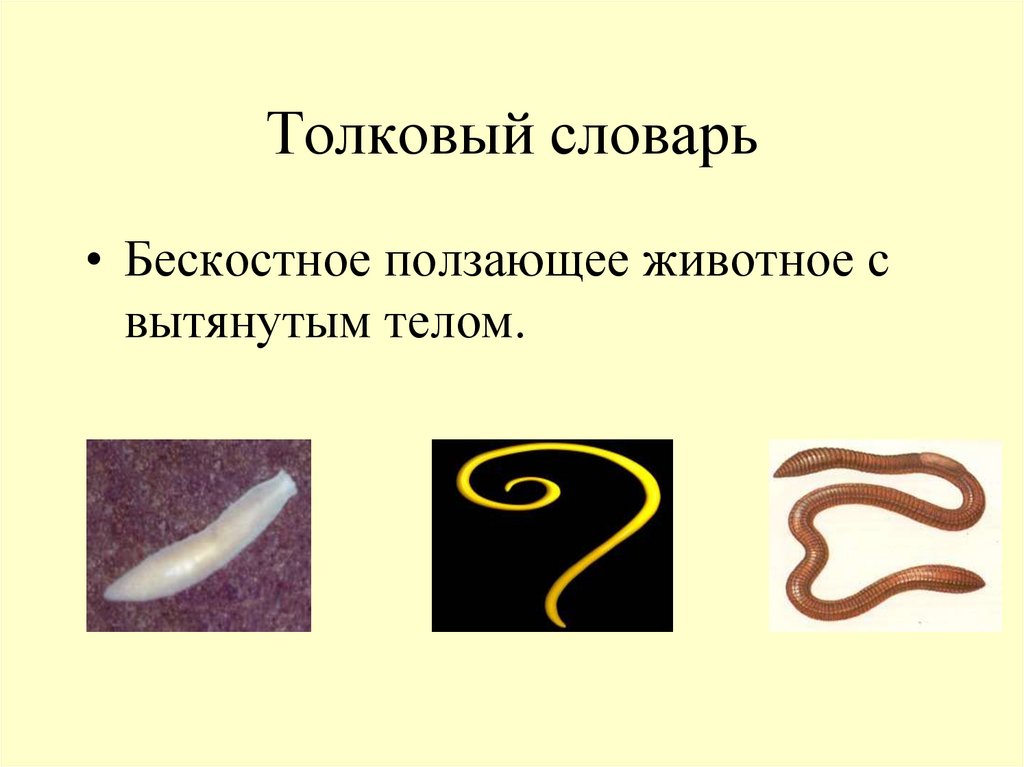 Круглым червям относят. Задание плоские и круглые черви. Круглые черви примеры. Круглые черви симметрия.
