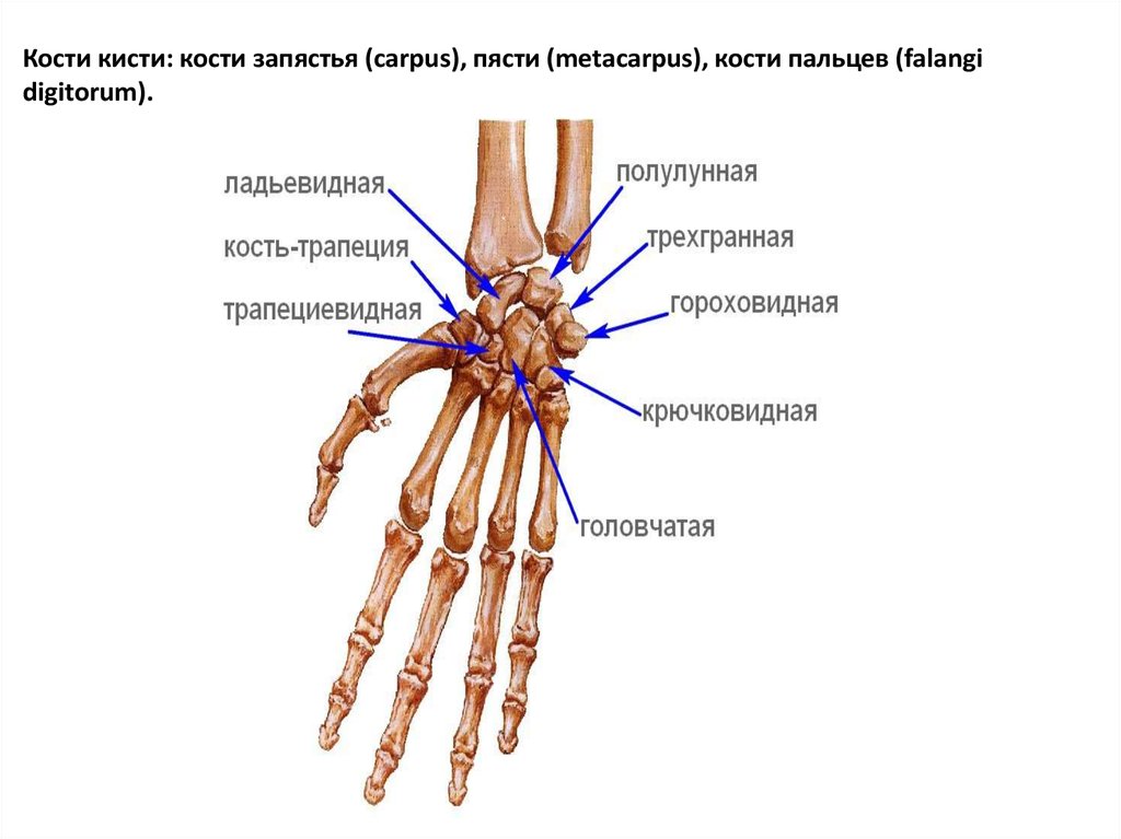 Запястье где находится у человека на руке. Гороховидная кость запястья анатомия. Костная анатомия лучезапястного сустава. Кости кисти лучезапястный сустав. Анатомия ладьевидной кости кисти.