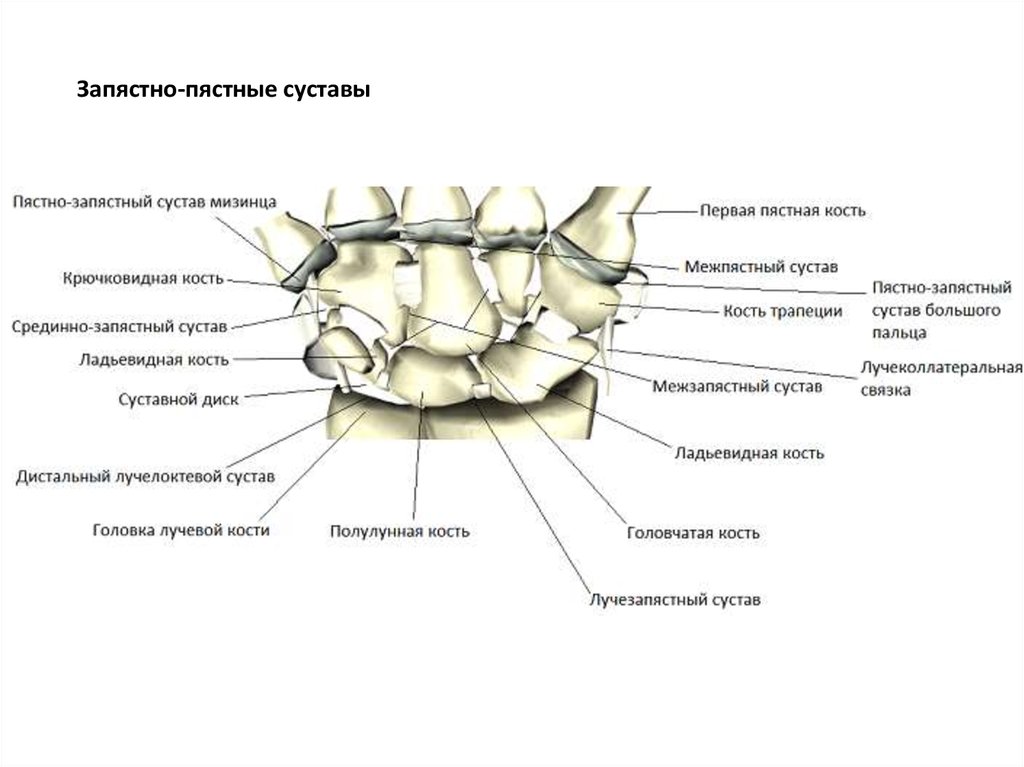 Запястно пястный сустав. Лучезапястный сустав анатомия строение. Запястнопястныесустав. Запястье пьястные суставы. Запястно-пястный сустав кости.