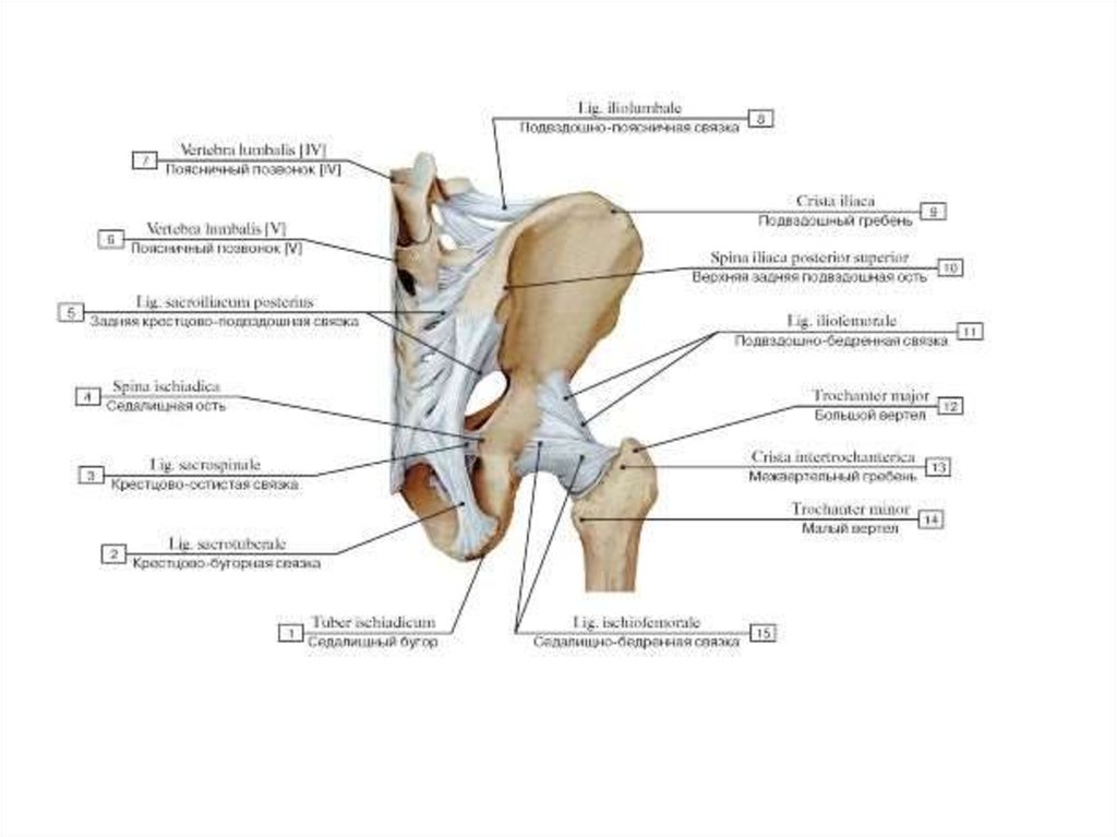 Крестцово копчиковая связка. Крестцово подвздошный сустав связки анатомия. Крестцово поясничная связка анатомия. Подвздошно-поясничная связка анатомия. Крестцово поясничный сустав строение.