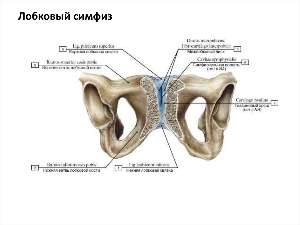 Соединение лобковых костей