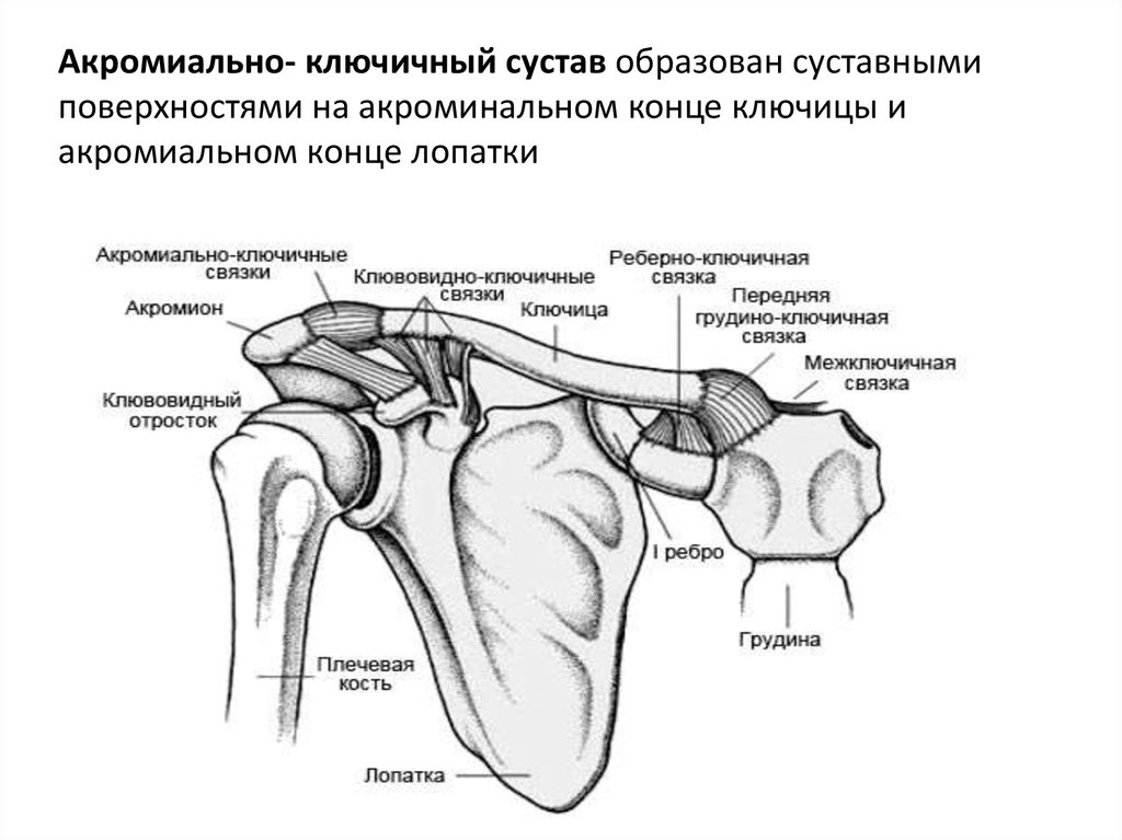 Посттравматический латынь. Плечевой сустав акромиально ключичный сустав анатомия. Правые акромиально-ключичный и плечевой суставы вид спереди. Акромиально-ключичный сустав анатомия строение. Акромиально ключичный сустав вид спереди.