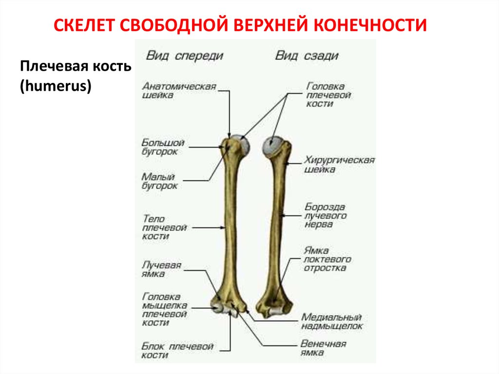 Анатомическая шейка плечевой кости