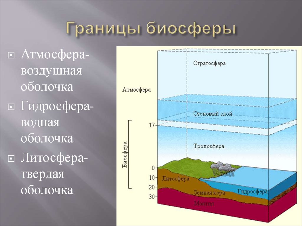 Верхняя часть литосферы входит в состав биосферы. Литосфера гидросфера атмосфера Биосфера. Атмосфера литосфера гидросфера Биосфера Тропосфера стратосфера. Рисунок атмосфера Биосфера литосфера. Границы распространения оболочки биосферы.