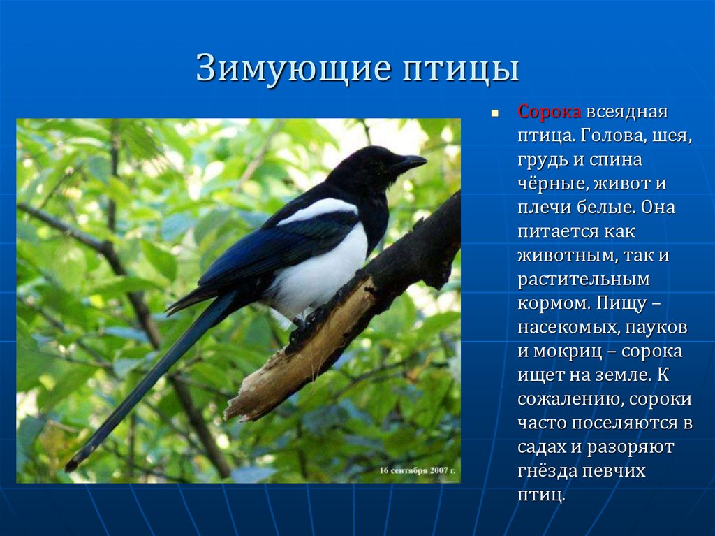 История сороки. Описание сороки. Информация о Сороке. Сорока кратко. Сорока описание птицы.