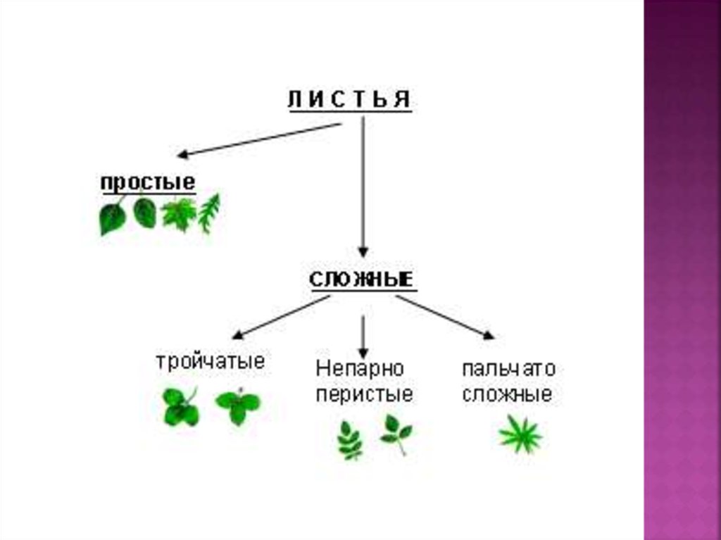 Биология 6 класс функция листьев