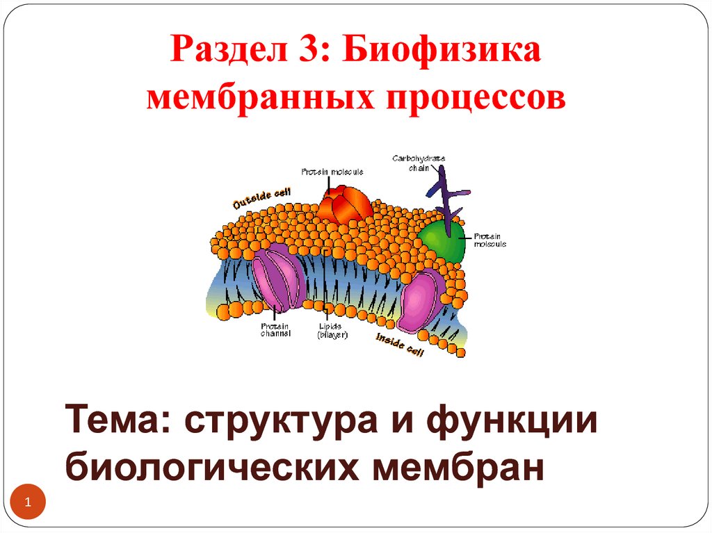 Биохимия мембран. Структура биологических мембран биофизика. Строение мембраны биофизика. Схема строения биологической мембраны биохимия. Функции биологической мембраны биофизика.