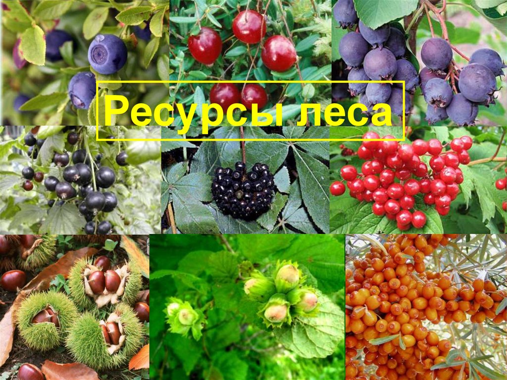 1 лесной ресурс