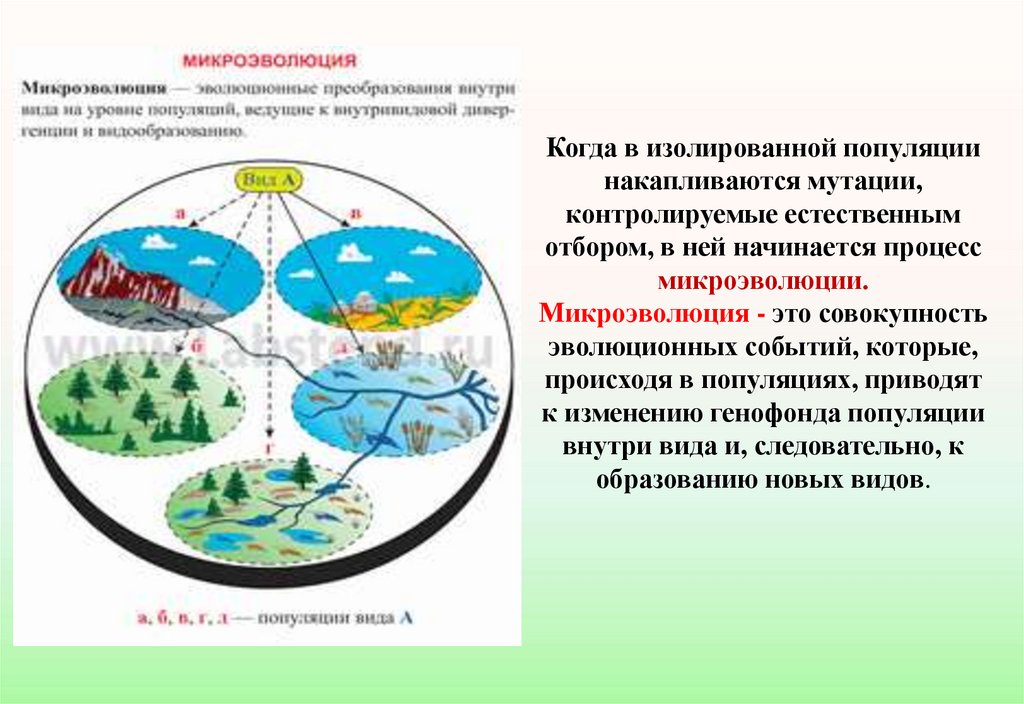 Популяция биосфера. Популяция структурная единица вида и эволюции. Популяция структурная единица вида кратко. Популяция структурная единица вида и эволюции презентация. Распространенность мутации в популяции.