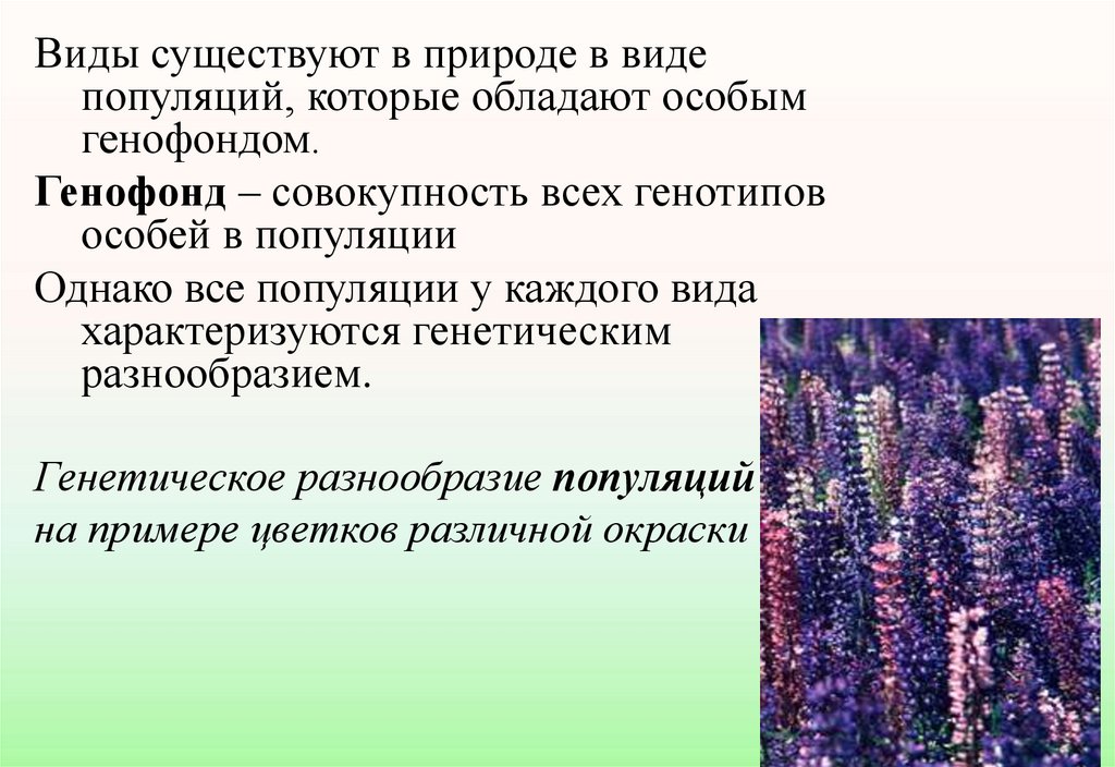 Функционирование популяций в природе презентация 9 класс