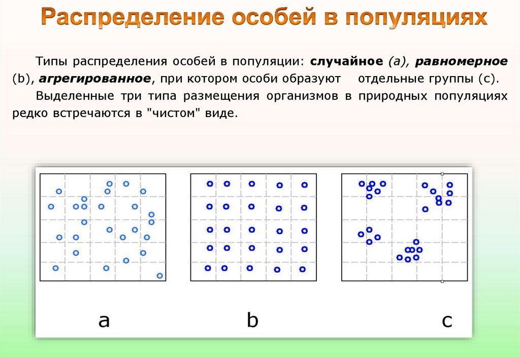 Типы распределения. Типы распределения особей. Типы распределения особей в популяции. Равномерное распределение особей в пространстве. Характер распределения особей в популяции.