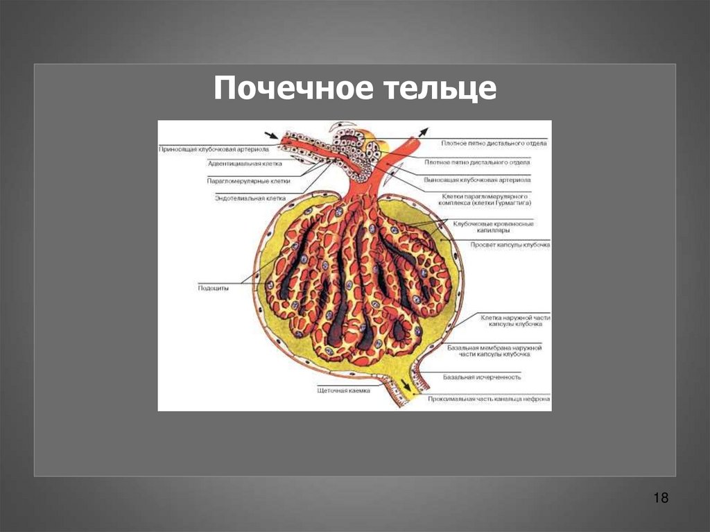 Состав почечного тельца