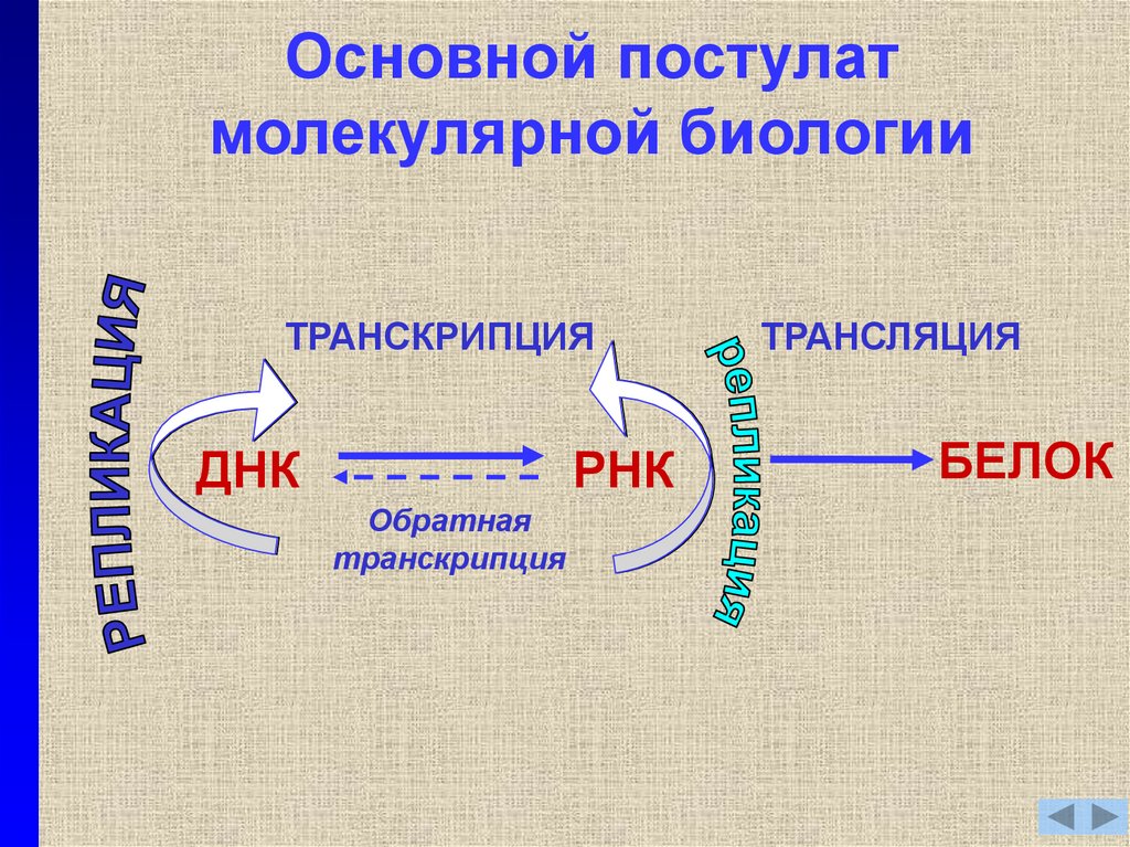 Основная догма молекулярной биологии