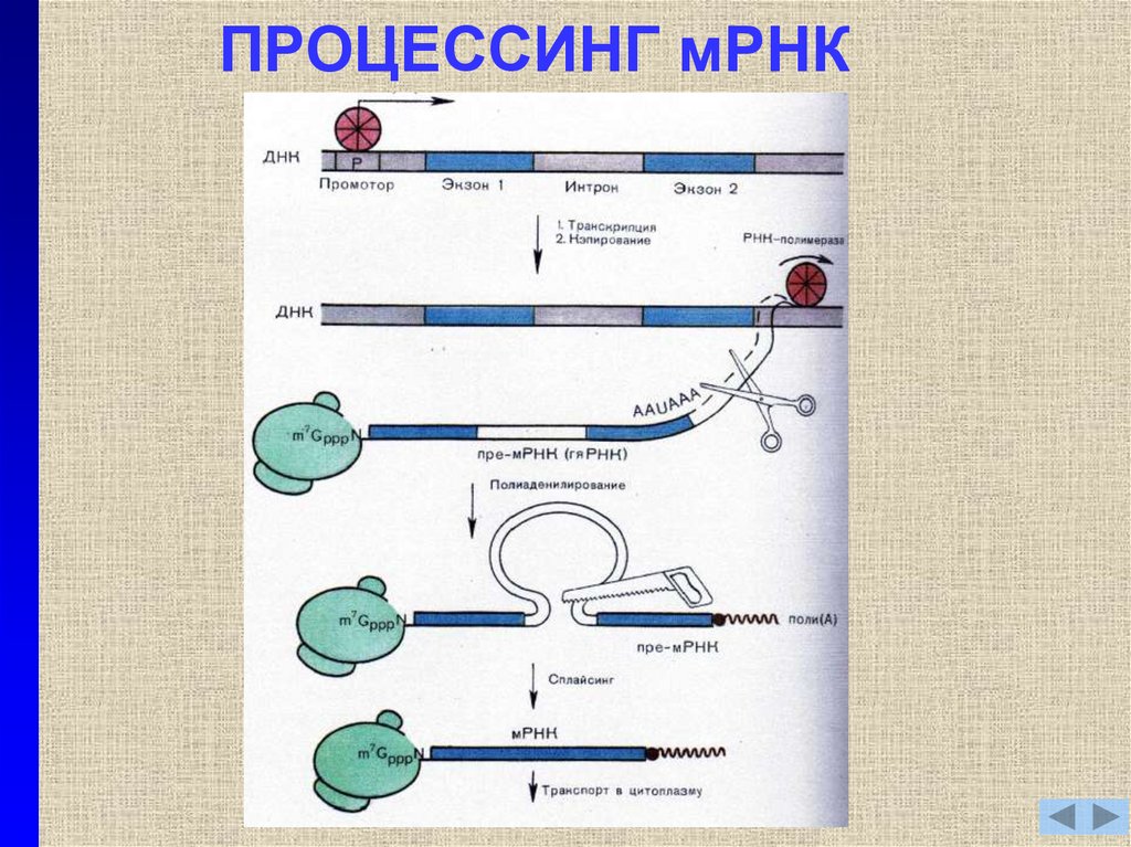 Процессинг осуществляется по схеме