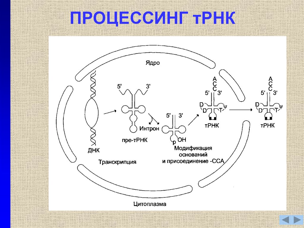 Процессинг синтез. Процессинг Синтез ТРНК. Процессинг предшественника транспортной РНК. Процессинг ТРНК У эукариот. Процессинг ТРНК И РРНК У эукариот.