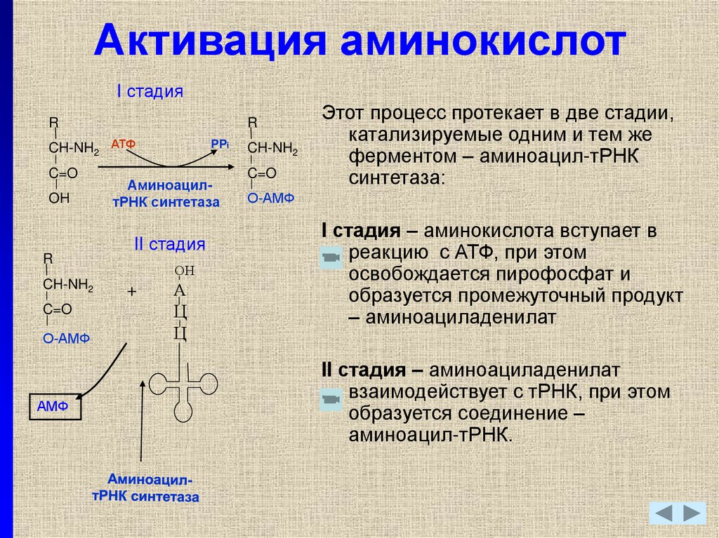 Синтез белков реакция. Активация аминокислот при трансляции схема. Активация аминокислот АТФ. Активация аминокислот при биосинтезе белка. Активация аминокислот биохимия.