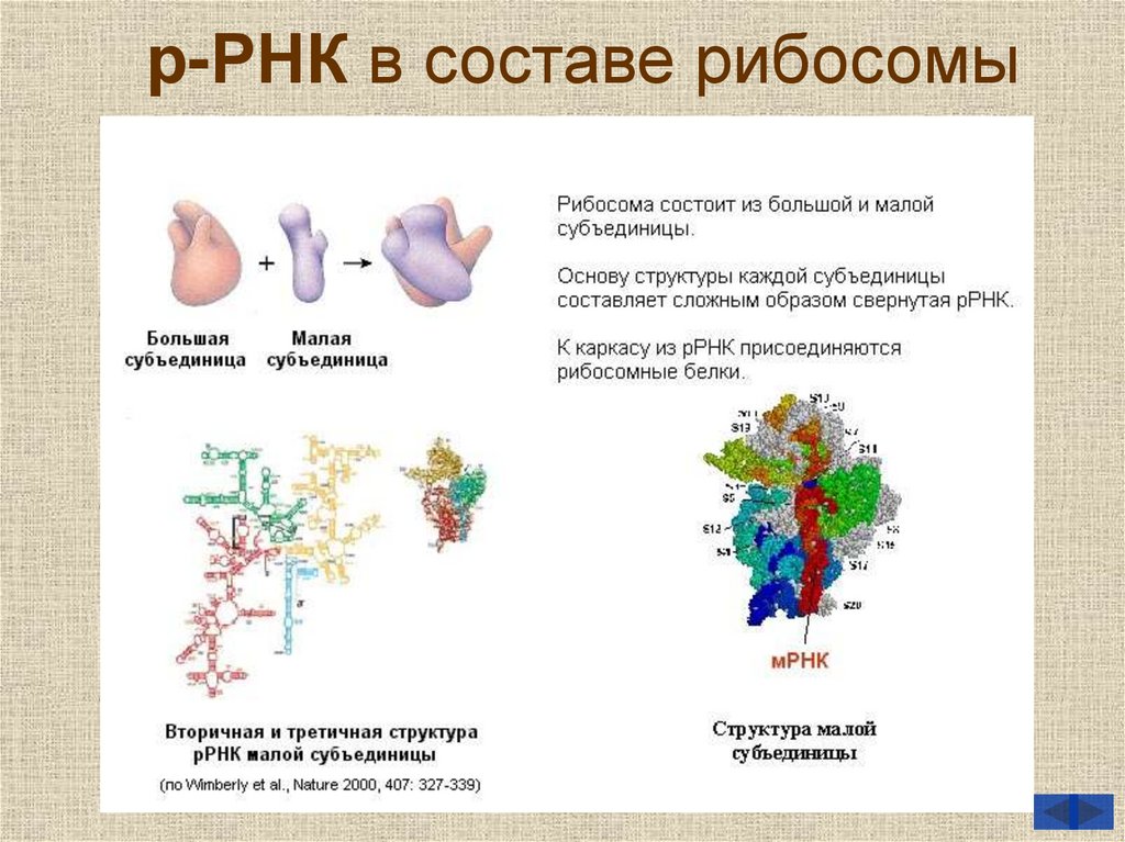 Рибосомная рнк рисунок