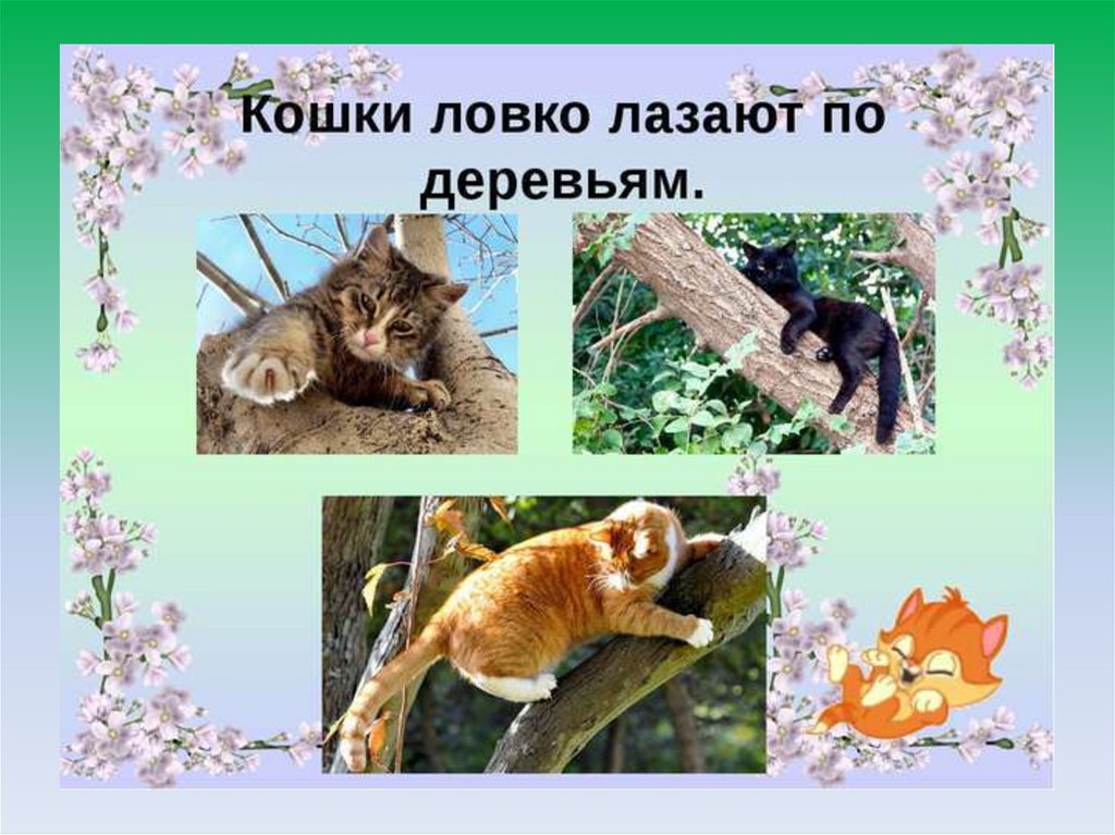 Кошки презентация 1 класс