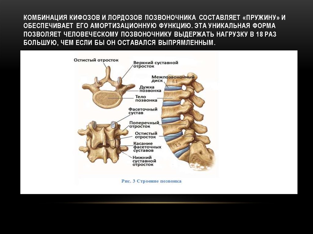 Функции позвоночника. Амортизационная функция позвоночника. Амортизирующая функция позвоночника. Амортизирующая функция это.