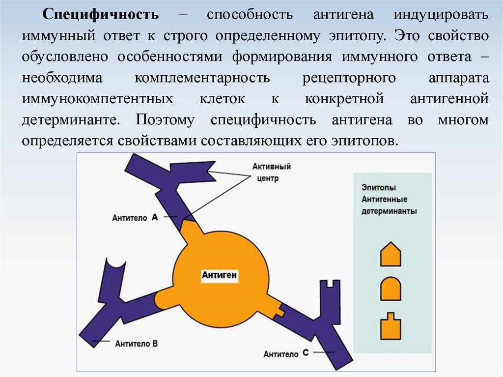 К презентации антигена способны