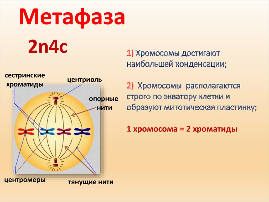 Метафаза 2 рисунок