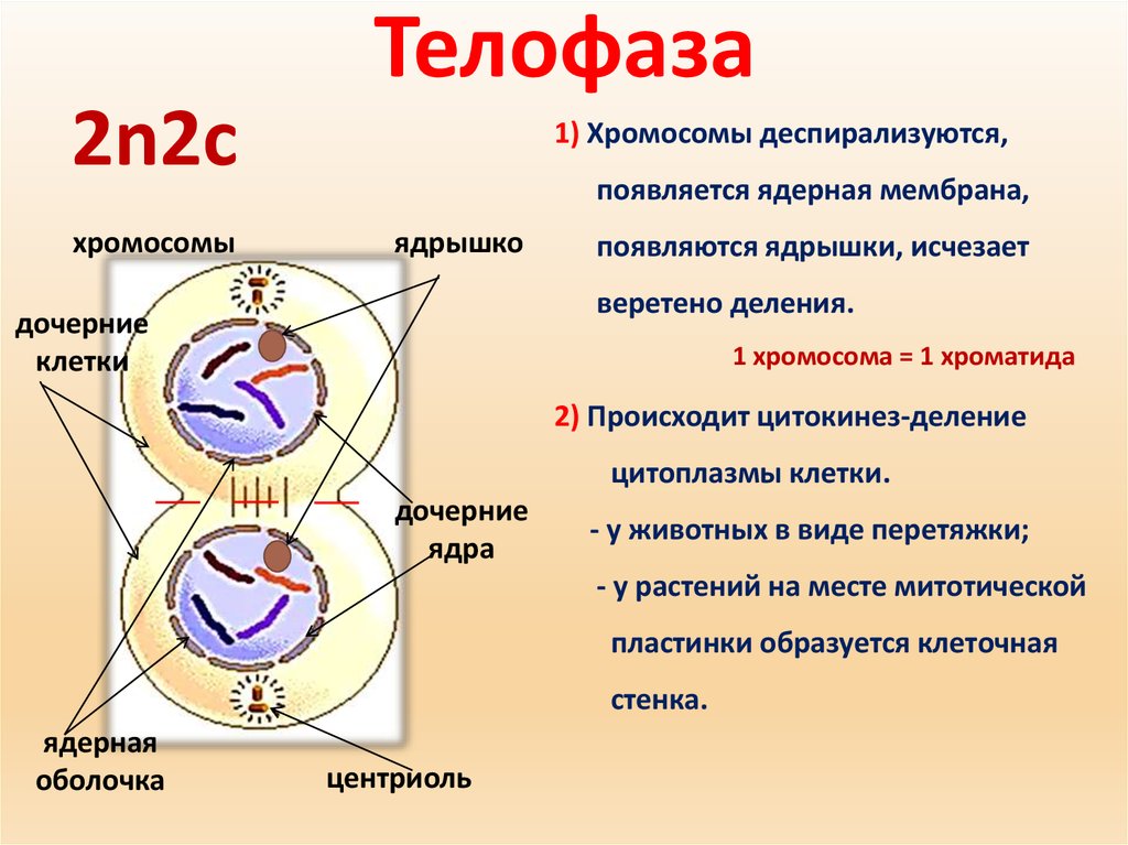 Дочерних клетках любого организма при митозе образуется. Телофаза мейоза 2. Телофаза 2 процессы. Телофаза 2 краткая характеристика. Телофаза 1.