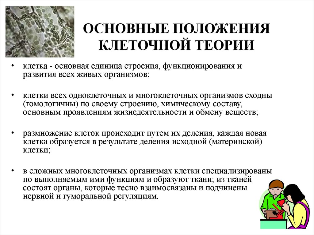 Современные положения клеточной теории