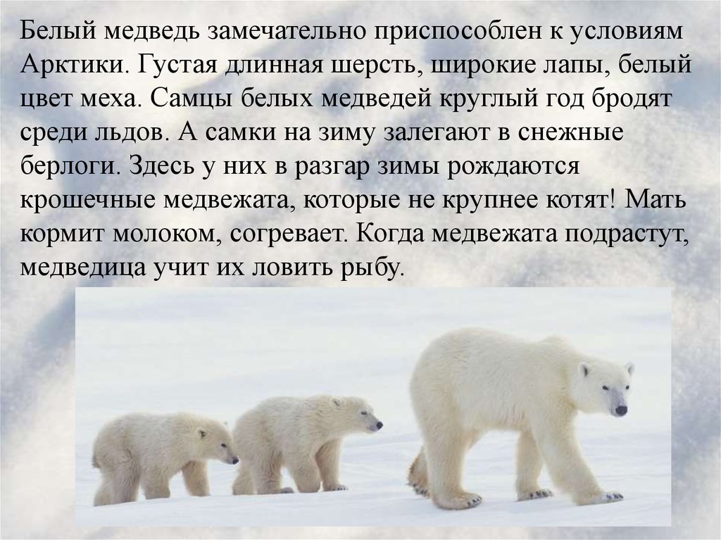 В какой среде обитает белый медведь. Рассказ о белом медведе. Доклад про белого медведя. Сообщение о белом медведе. Приспособления белого медведя.