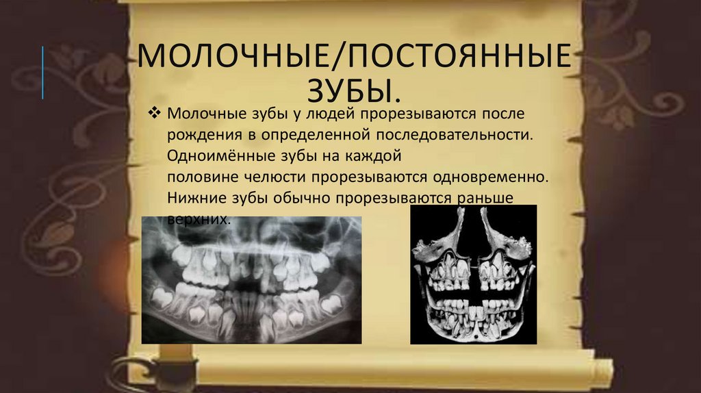 Молочные постоянные. Закладка молочных зубов. Закладка молочных и постоянных зубов происходит. Закладка молочных зубов во внутриутробном развитии.