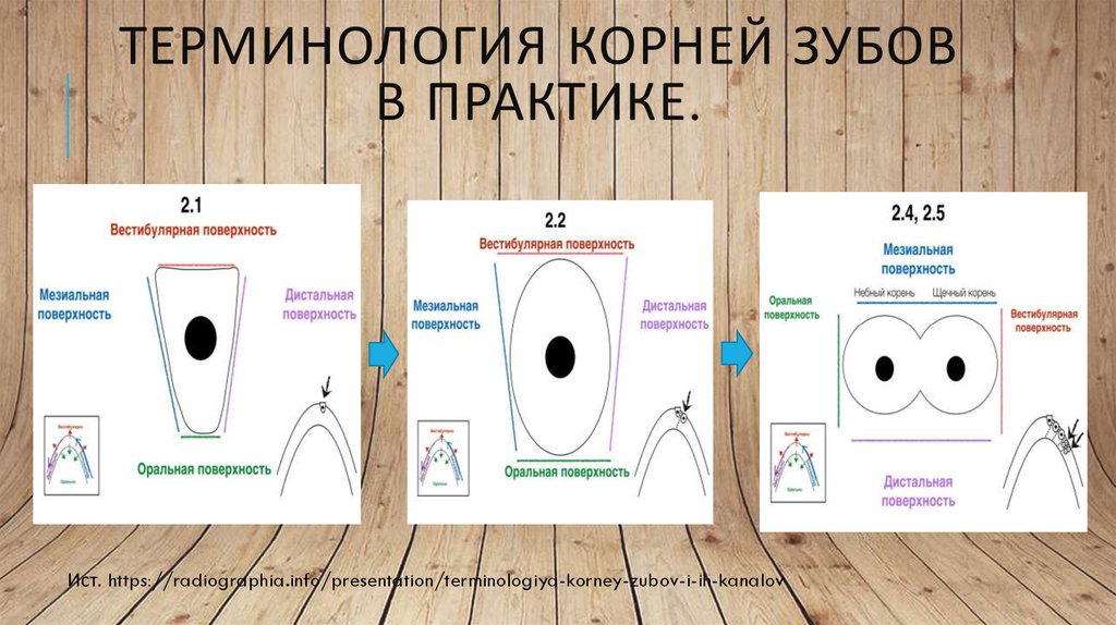 ТЕРМИНОЛОГИЯ КОРНЕЙ зубов в практике.