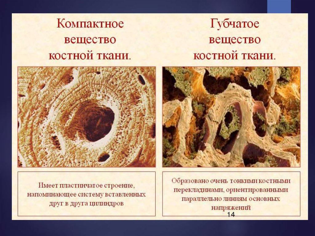 Какими цифрами обозначены изображения костной ткани