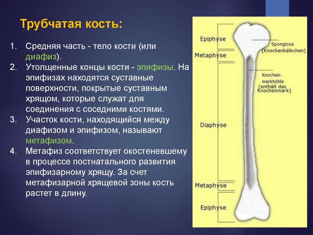 Костей окончание