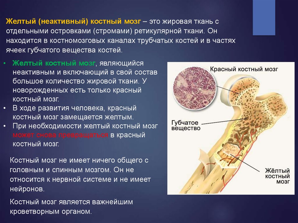 Клетки образующиеся в красном костном мозге. Красный костный мозг и желтый костный мозг. Красный костный мозг строение и функции. Функции красного и желтого костного мозга. Желтый костный мозг функции.