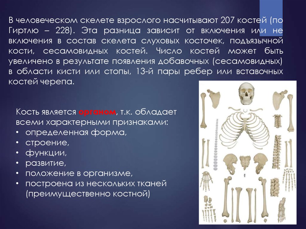 Роль костей. Остеология нижних конечностей. Остеология Верхние и нижние конечности. Функции сесамовидных костей. Остеология классификация костей.