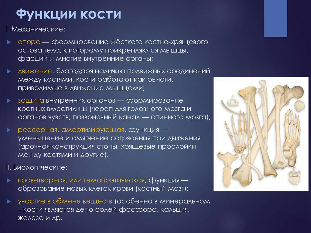 Костная система выполняет в организме функцию. Строение кости анатомия и функции. Кость строение анатомия функции. Функции трубчатых костей. Функции костей человека.
