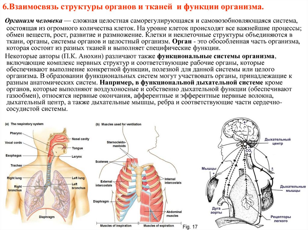 Взаимосвязь систем органов в организме человека