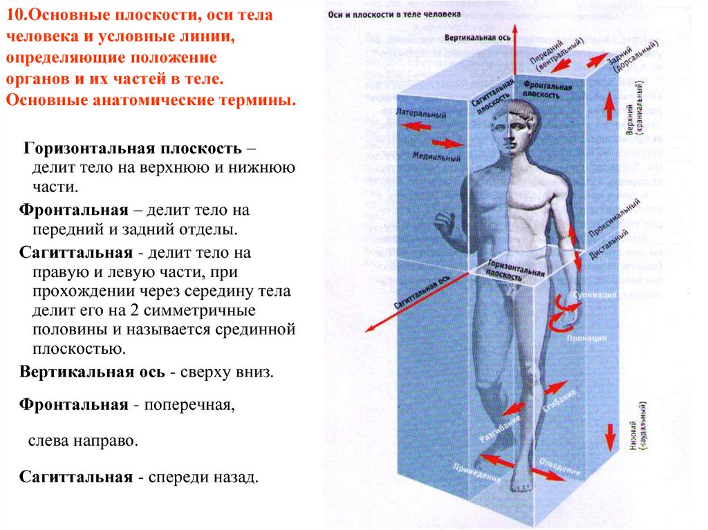 Одной стороны тела на другую. Оси и плоскости в анатомии человека. Оси тела человека и условные линии. Основные плоскости оси тела человека и условные линии. Вертикальная ось человека.