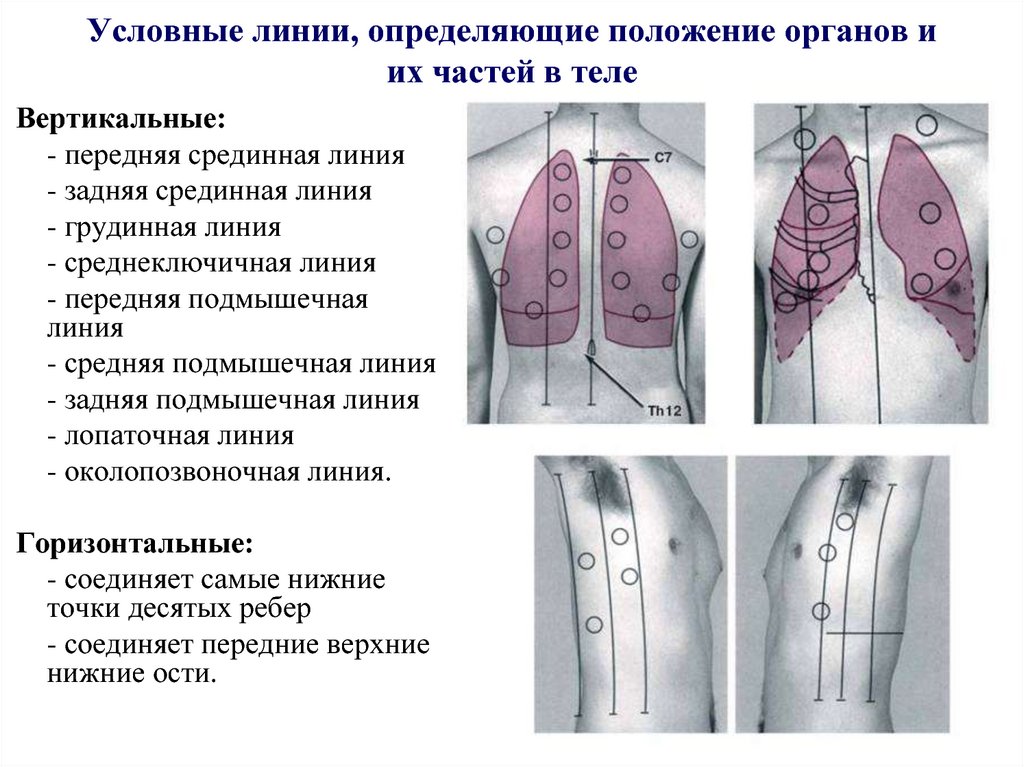 Условные линии. Условные линии определяющие положение органов. Условные линии, определяющие положение органов в теле.. Вертикальные линии передняя срединная линия. Условные линии на теле.