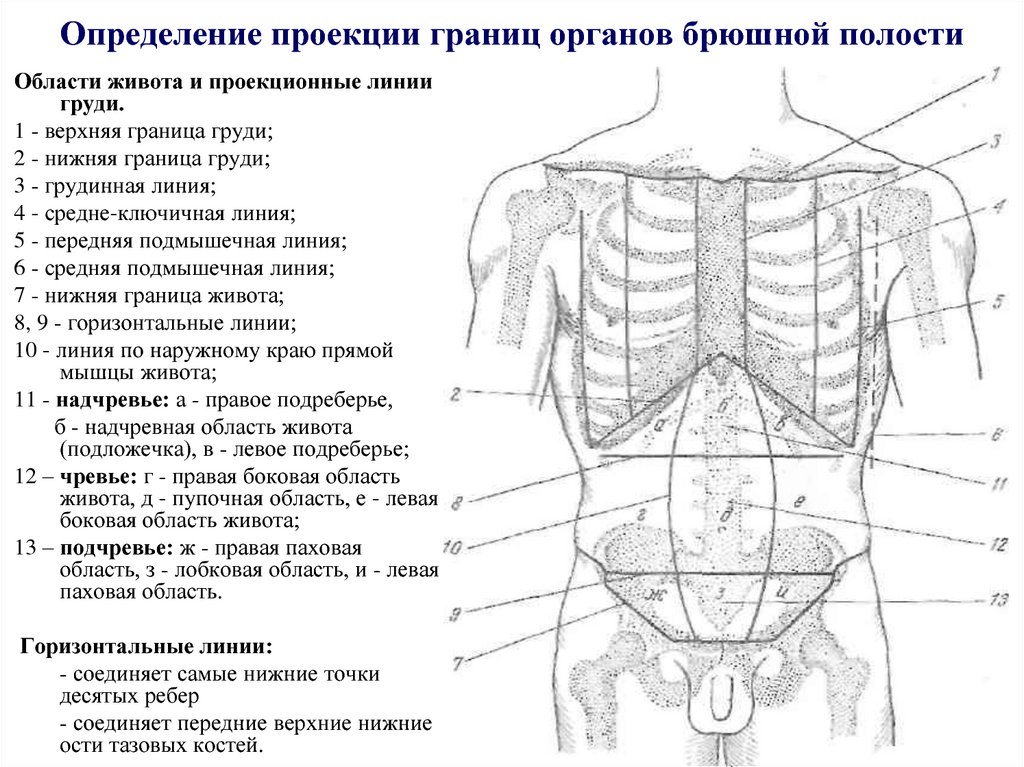 9 областей живота. Области живота схема проекция органов. Области передней брюшной стенки живота проекция органов. Области брюшной полости человека анатомия. Топография органов брюшной полости схема.