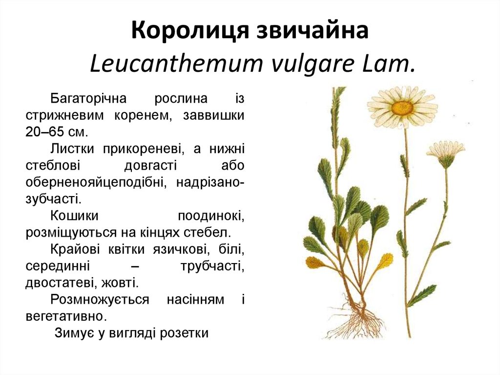 Королиця звичайна Leucanthemum vulgare Lam.