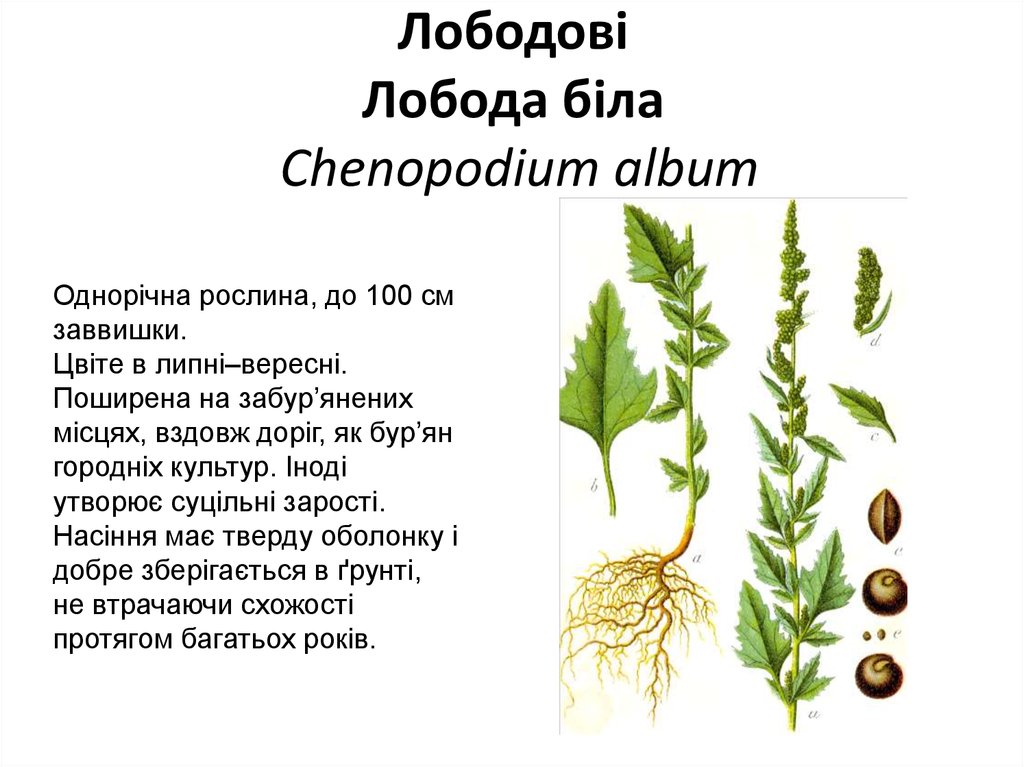 Лободові Лобода біла Chenopodium album
