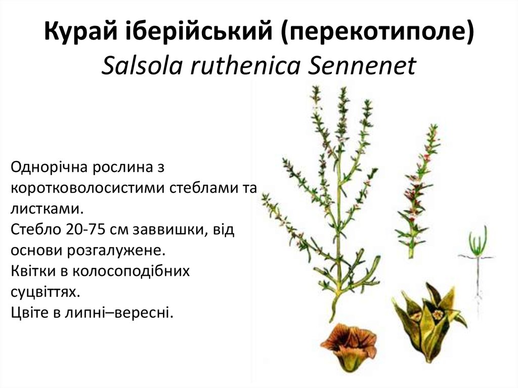 Курай іберійський (перекотиполе) Salsola ruthenica Sennenet