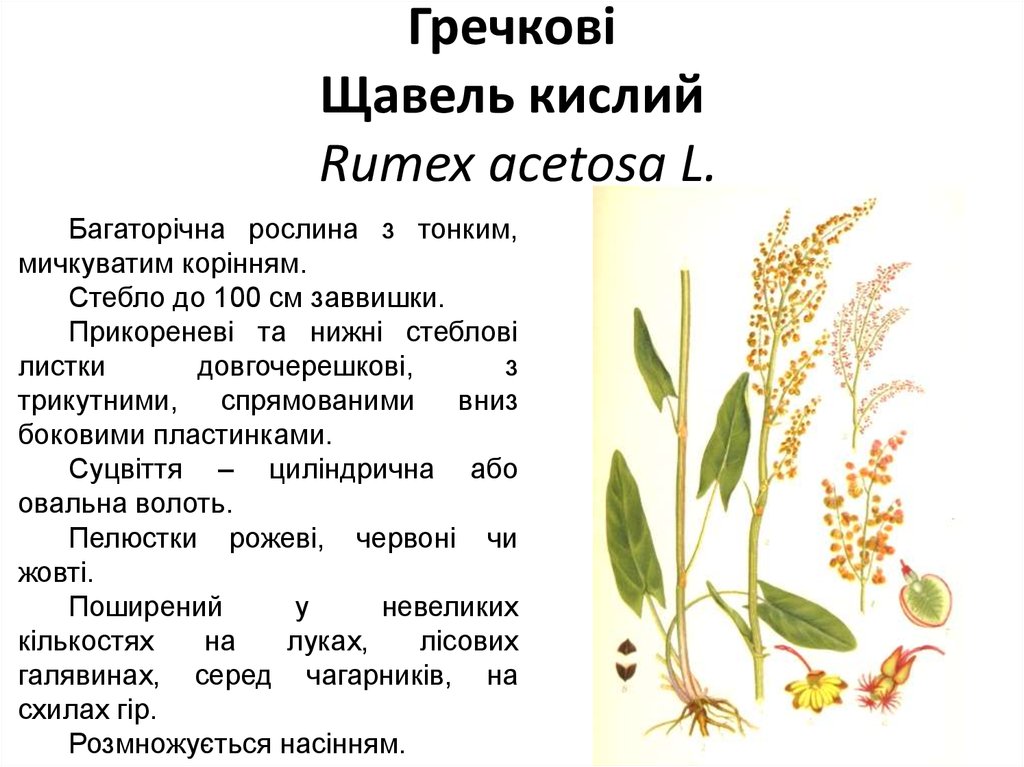 Гречкові Щавель кислий Rumex acetosa L.