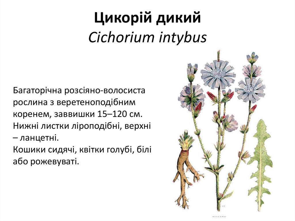 Цикорій дикий Cichorium intybus