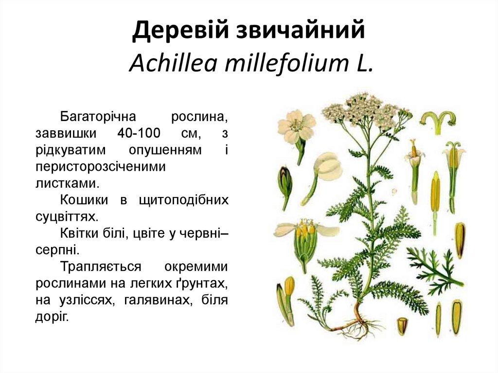 Деревій звичайний Achillea millefolium L.