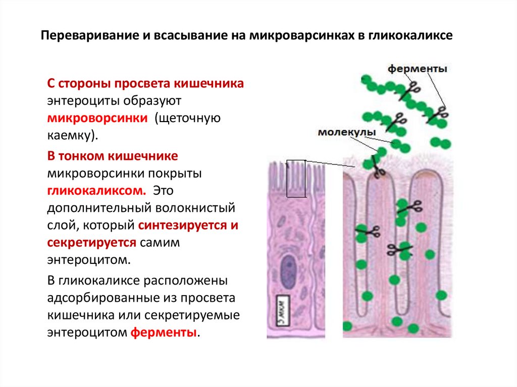 Плотный активный. Строение гликокаликса гистология. Микроворсинки эпителиальных клеток кишечника. Пристеночное пищеварение гликокаликс. Энтероциты всасывающие клетки тонкой кишки.