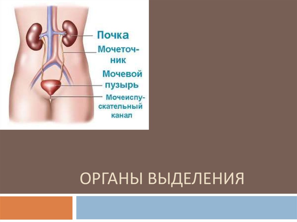 Органы выделения презентация